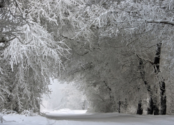 Синоптики рассказали, когда в Воронежской области ударят морозы