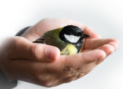 Жителей Воронежской области призывают отпраздновать «Благовещенье без убийств»