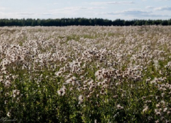 Фермера из Грибановского района оштрафовали на 30 тыс. рублей за сорняки