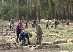 В  Борисоглебске  отметили  Всероссийский день посадки леса