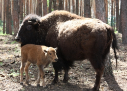 Опубликовано фото новорожденного воронежского бизона