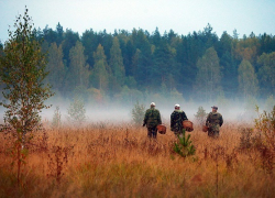 Спасатели рассказали как не потеряться в осеннем лесу и что делать, если заблудились 