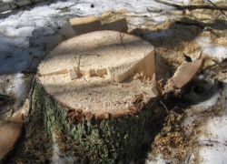 Два жителя села Чигорак Борисоглебского района попались на незаконной рубке деревьев