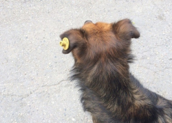 В Борисоглебске около 40 бездомных собак вакцинировали и поставили на учет 