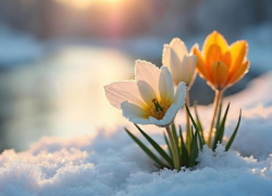 Синоптики пообещали аномально тёплый март в Воронежской области