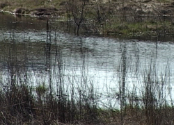 В Борисоглебске затопило улицу Зеленую
