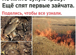  Пожалейте ушастиков: сельских жителей Борисоглебского округа призвали не поджигать траву