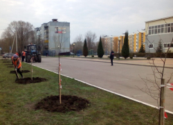 Улицы Борисоглебска продолжают озеленять