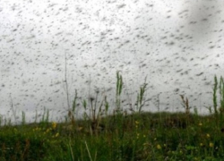 Зоологи и паразитологи Воронежской области прогнозируют небывалое нашествие мошки вслед за комарами