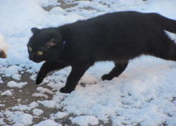 За день до Нового года Воронежскую область накроет плюсовая температура