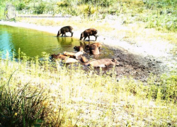 Фотография Хоперского заповедника «Рай для кабанов» победила в национальном конкурсе 