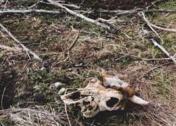 «Кладбище домашних животных» в Воронежской области попало в прицел Росприроднадзора