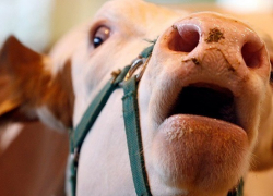 Новохоперский фермер забил своих рогатых арестантов и заработал 2 млн рублей