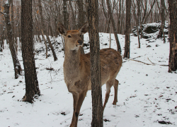 В Хоперском заповеднике браконьеры убили самку пятнистого оленя