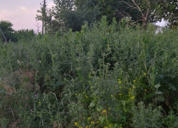  Село Новохоперского района заросло травой настолько, что это грозит возникновением ДТП 