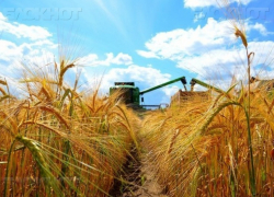 Во второй половине июля в Воронежской области начнут убирать урожай