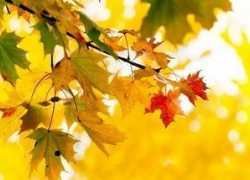 Осень близко! Или не очень?! Когда похолодает в Борисоглебске