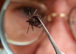 В начале мая в Воронежской области будет действовать горячая линия по профилактике клещевого энцефалита