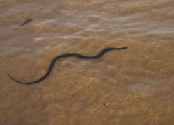 На одном из "диких" пляжей Борисоглебска отдыхающие убили палкой змею