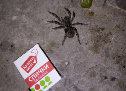 Южнорусского тарантула обнаружили на улице в Борисоглебске