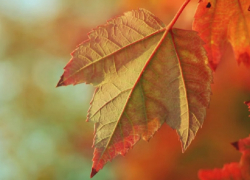 В Воронежской области похолодает до +4 градусов