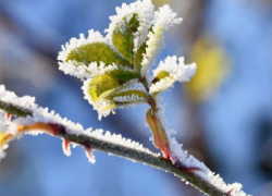 Ночью в Воронежской области ожидаются заморозки до -2