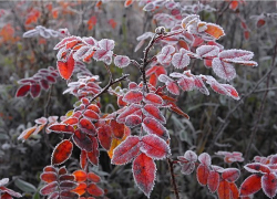 ВНИМАНИЕ! В Борисоглебске ночью ожидаются заморозки