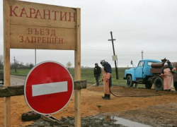 В Поворинском районе из-за африканской чумы отлавливают безнадзорных животных