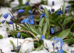 Когда весна придет, не знаю… Прогнозы на весну в Воронежской области