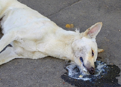 В 2017 году в Воронежской области количество случаев заражения бешенством возросло в 2,2 раза