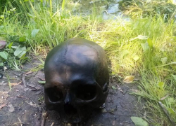 В районе Черемушки г. Борисоглебска нашли череп 