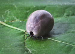 Тридцать пять воронежцев заразились болезнью Лайма после укусов клещей