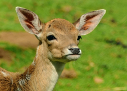 Водителей предупреждают о начале гона у лосей и оленей в Воронежской области