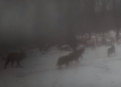 Стаю волков сняли на видео рядом с трассой в Грибановском районе