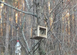 Синичкин день. Как помогают выжить птицам в Борисоглебске