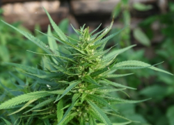 Житель села Махровка Борисоглебского округа приговорен к условному сроку за преступные пристрастия.