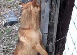 «Самую добрую собаку на свете» жестоко убили в Воронежской области 