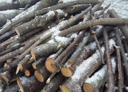 Синоптики разбили надежды на скорый снег жителей Воронежской области