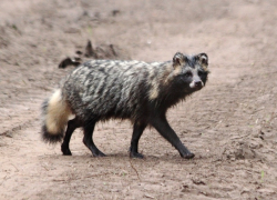 Бешеная енотовидная собака напала на женщину с собакой под Борисоглебском