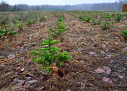 Власти решили за 5 лет восстановить 2,3 тыс га лесов в Воронежской области