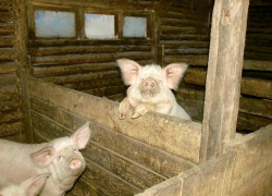 На пожаре в Терновском районе погибли 2 свиньи и 12 уток