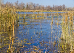 Похолодание и дожди пообещали борисоглебцам на этой неделе 