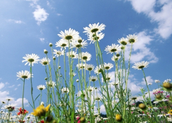 Синоптики рассказали, когда в Воронежскую область вернется по-настоящему жаркое лето