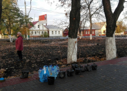 Борисоглебские медики высадили в Театральном парке еще 20 деревьев