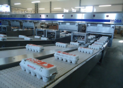 На одной из птицефабрик Воронежской области обнаружили птичий грипп