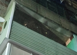  Забытая на балконе кошка вызвала гнев соседей в многоквартирном доме Борисоглебска
