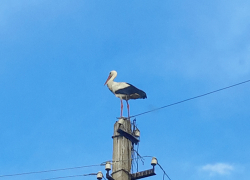 В Борисоглебске разорили гнездо аистов