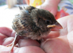 Птенцы учатся летать - не забирайте их домой!