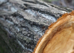 В Поворинском районе местные жители напилили деревьев на 120 тыс. рублей ущерба