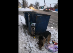 Мусорную реформу в Борисоглебске оценили бродячие собаки
